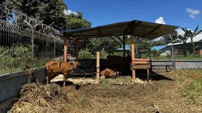 Kebun Produktif untuk lahan pertanian dan pengelolaan hewan ternak. Lahan pekarangan SDN Muko kini dimanfaatkan sebagai Kebun Produktif, dengan penanaman bibit sayur serta pengelolaan hewan ternak sapi. Inisiatif ini menjadi wujud kolaborasi Bosch Indonesia dengan masyarakat untuk memperkuat ketahanan pangan dan meningkatkan gizi anak secara berkelanjutan. 